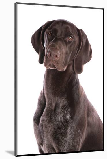 Domestic Dog, German Short-haired Pointer, adult male, close-up of head-Chris Brignell-Mounted Photographic Print