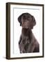 Domestic Dog, German Short-haired Pointer, adult male, close-up of head-Chris Brignell-Framed Premium Photographic Print