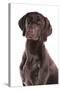 Domestic Dog, German Short-haired Pointer, adult male, close-up of head-Chris Brignell-Stretched Canvas