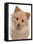 Domestic Dog, German Spitz, adult, close-up of head-Chris Brignell-Framed Stretched Canvas
