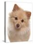 Domestic Dog, German Spitz, adult, close-up of head-Chris Brignell-Stretched Canvas