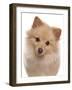 Domestic Dog, German Spitz, adult, close-up of head-Chris Brignell-Framed Photographic Print