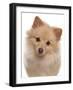 Domestic Dog, German Spitz, adult, close-up of head-Chris Brignell-Framed Photographic Print