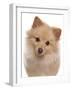 Domestic Dog, German Spitz, adult, close-up of head-Chris Brignell-Framed Photographic Print