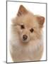 Domestic Dog, German Spitz, adult, close-up of head-Chris Brignell-Mounted Photographic Print