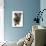 Domestic Dog, Glen of Imaal Terrier, adult, sitting-Chris Brignell-Photographic Print displayed on a wall