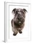 Domestic Dog, Glen of Imaal Terrier, adult, sitting-Chris Brignell-Framed Photographic Print