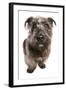 Domestic Dog, Glen of Imaal Terrier, adult, sitting-Chris Brignell-Framed Photographic Print