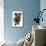 Domestic Dog, Glen of Imaal Terrier, adult, sitting-Chris Brignell-Mounted Photographic Print displayed on a wall