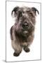 Domestic Dog, Glen of Imaal Terrier, adult, sitting-Chris Brignell-Mounted Photographic Print