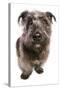 Domestic Dog, Glen of Imaal Terrier, adult, sitting-Chris Brignell-Stretched Canvas