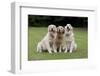 Domestic Dog, Golden Retriever, three adult females, sitting on garden lawn-Angela Hampton-Framed Photographic Print