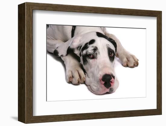 Domestic Dog, Great Dane, harlequin adult female, with collar-Chris Brignell-Framed Photographic Print