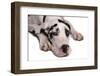 Domestic Dog, Great Dane, harlequin adult female, with collar-Chris Brignell-Framed Photographic Print