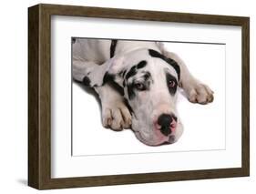 Domestic Dog, Great Dane, harlequin adult female, with collar-Chris Brignell-Framed Photographic Print