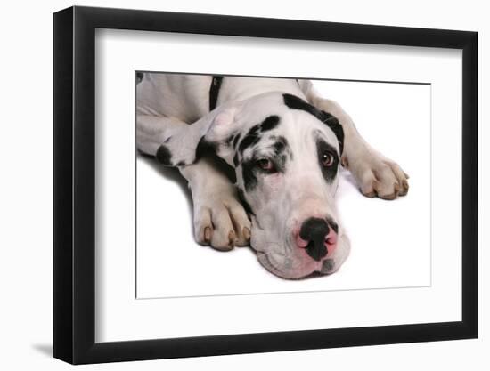 Domestic Dog, Great Dane, harlequin adult female, with collar-Chris Brignell-Framed Photographic Print