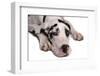 Domestic Dog, Great Dane, harlequin adult female, with collar-Chris Brignell-Framed Photographic Print