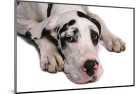 Domestic Dog, Great Dane, harlequin adult female, with collar-Chris Brignell-Mounted Photographic Print