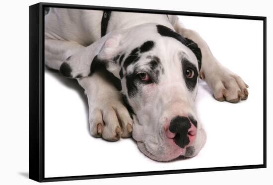 Domestic Dog, Great Dane, harlequin adult female, with collar-Chris Brignell-Framed Stretched Canvas