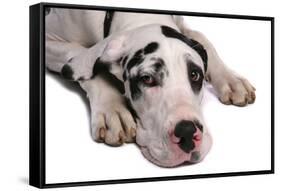 Domestic Dog, Great Dane, harlequin adult female, with collar-Chris Brignell-Framed Stretched Canvas