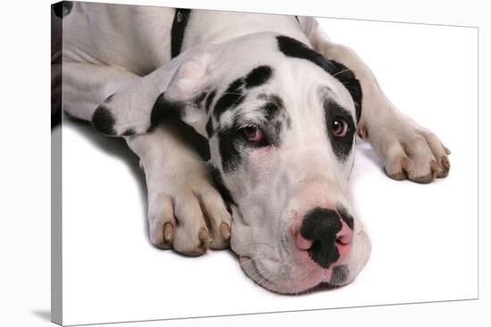 Domestic Dog, Great Dane, harlequin adult female, with collar-Chris Brignell-Stretched Canvas
