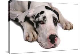 Domestic Dog, Great Dane, harlequin adult female, with collar-Chris Brignell-Stretched Canvas