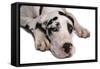 Domestic Dog, Great Dane, harlequin adult female, with collar-Chris Brignell-Framed Stretched Canvas