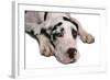 Domestic Dog, Great Dane, harlequin adult female, with collar-Chris Brignell-Framed Photographic Print