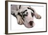 Domestic Dog, Great Dane, harlequin adult female, with collar-Chris Brignell-Framed Photographic Print