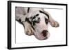 Domestic Dog, Great Dane, harlequin adult female, with collar-Chris Brignell-Framed Photographic Print