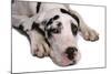 Domestic Dog, Great Dane, harlequin adult female, with collar-Chris Brignell-Mounted Photographic Print