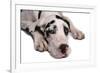 Domestic Dog, Great Dane, harlequin adult female, with collar-Chris Brignell-Framed Photographic Print