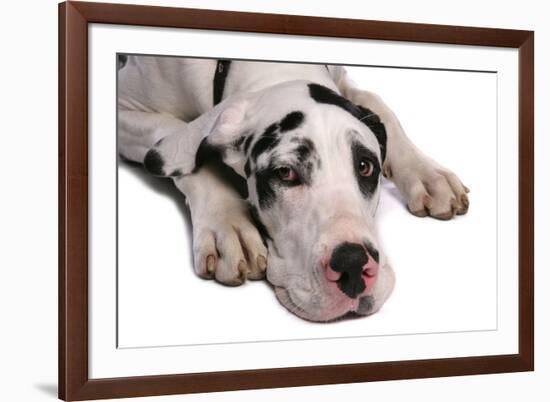 Domestic Dog, Great Dane, harlequin adult female, with collar-Chris Brignell-Framed Photographic Print