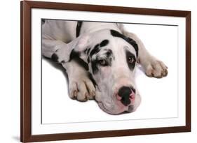 Domestic Dog, Great Dane, harlequin adult female, with collar-Chris Brignell-Framed Photographic Print