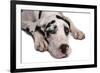 Domestic Dog, Great Dane, harlequin adult female, with collar-Chris Brignell-Framed Photographic Print