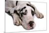 Domestic Dog, Great Dane, harlequin adult female, with collar-Chris Brignell-Mounted Photographic Print