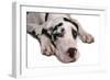 Domestic Dog, Great Dane, harlequin adult female, with collar-Chris Brignell-Framed Photographic Print