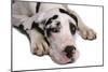 Domestic Dog, Great Dane, harlequin adult female, with collar-Chris Brignell-Mounted Photographic Print