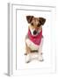 Domestic Dog, Jack Russell Terrier, adult, wearing bandana-Chris Brignell-Framed Photographic Print