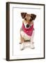 Domestic Dog, Jack Russell Terrier, adult, wearing bandana-Chris Brignell-Framed Photographic Print