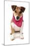 Domestic Dog, Jack Russell Terrier, adult, wearing bandana-Chris Brignell-Mounted Photographic Print