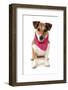 Domestic Dog, Jack Russell Terrier, adult, wearing bandana-Chris Brignell-Framed Photographic Print