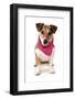 Domestic Dog, Jack Russell Terrier, adult, wearing bandana-Chris Brignell-Framed Photographic Print