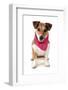 Domestic Dog, Jack Russell Terrier, adult, wearing bandana-Chris Brignell-Framed Photographic Print