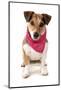 Domestic Dog, Jack Russell Terrier, adult, wearing bandana-Chris Brignell-Mounted Photographic Print