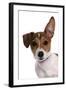 Domestic Dog, Jack Russell Terrier, female puppy, with one ear up-Chris Brignell-Framed Photographic Print