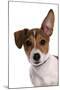 Domestic Dog, Jack Russell Terrier, female puppy, with one ear up-Chris Brignell-Mounted Photographic Print