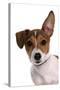 Domestic Dog, Jack Russell Terrier, female puppy, with one ear up-Chris Brignell-Stretched Canvas