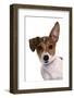 Domestic Dog, Jack Russell Terrier, female puppy, with one ear up-Chris Brignell-Framed Photographic Print