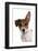 Domestic Dog, Jack Russell Terrier, female puppy, with one ear up-Chris Brignell-Framed Photographic Print